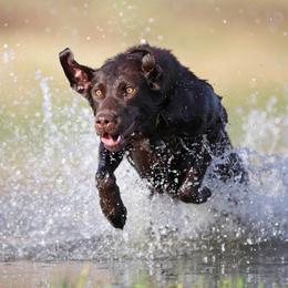 Labrador Retrievers from 4K Labradors