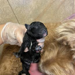 Aussiedoodle and Goldendoodle Puppies from Cuddly Doodles