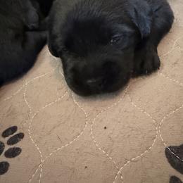 Boy 1 - Black male Labrador Retriever puppy in Whigham, Georgia from Diamond C Labradors