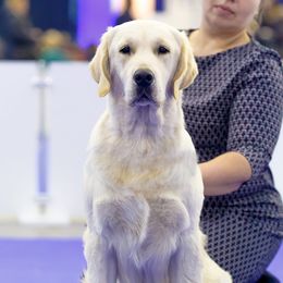 Boris  - Golden Retriever