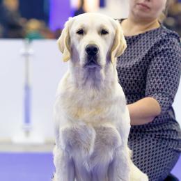 Boris  - Golden Retriever