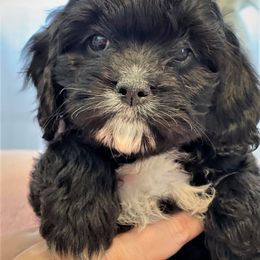 Cavapoo Puppies from Clearview Canines