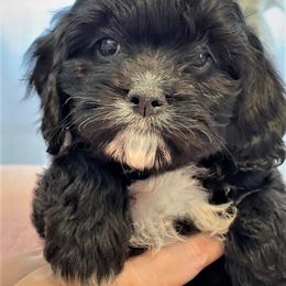 Cavapoo Puppies from Clearview Canines