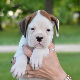 Amber - White female Boxer puppy in Forest City, Iowa from Mt Valley Boxers