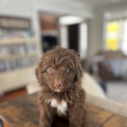 Blitz - Brown and white male Aussiedoodle puppy in Strasburg, Pennsylvania from Still Water Puppies