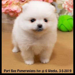 Pomeranian Puppies from Port Bee Pomeranian’s