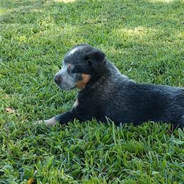 Australian Cattle Dog Puppies from Cindy McKinney's Australian Cattle Dogs
