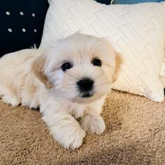 Shichon Puppies from Great Lakes Teddy Bear Dogs