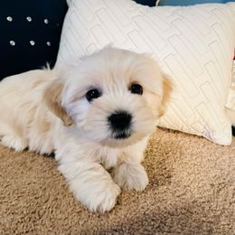 Shichon Puppies from Great Lakes Teddy Bear Dogs
