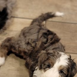 Australian Labradoodle, Bernedoodle, and Sheepadoodle Puppies from Lookingglass Doodles
