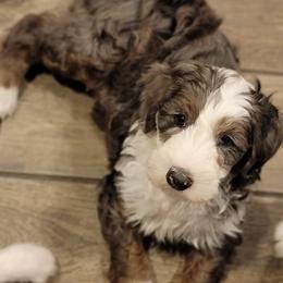 Australian Labradoodle, Bernedoodle, and Sheepadoodle Puppies from Lookingglass Doodles
