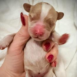 Doc - Red  male Goldendoodle puppy in Bradenton, Florida from Christianna’s Mini Goldendoodles