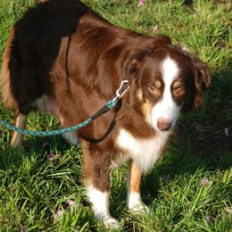 SweetPie - Australian Shepherd