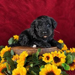 Lil' Bit - Black female Labradoodle puppy in Elizabeth City, North Carolina from Howdy Doodles