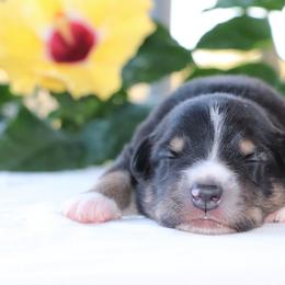 Rick - Black tri male Miniature Australian Shepherd puppy in Goliad, Texas from Sassy Lil Aussies and Diamond W Poodles