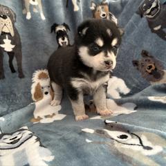Girl 1 - Black and white female Alaskan Klee Kai puppy in Beverly Hills, Florida from Lucky Charm Klee Kai