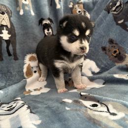 Girl 1 - Black and white female Alaskan Klee Kai puppy in Beverly Hills, Florida from Lucky Charm Klee Kai