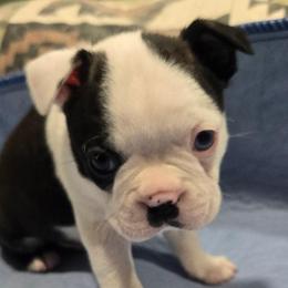 Tanker - Black brindle and white male Boston Terrier puppy in Elk, Washington from Grizzly Bear Bostons