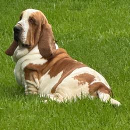 Chicken - Basset Hound