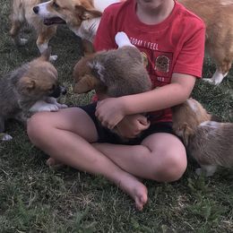 Pembroke Welsh Corgi Puppies from Indian Valley Corgies