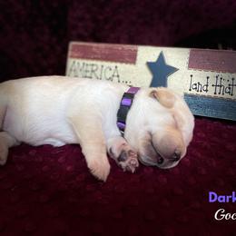 Labrador Retriever Puppies from Gochee Labs