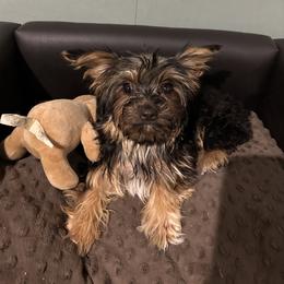 Sherry - Chocolate, tan and white female Yorkshire Terrier puppy in Atlanta, Georgia from Cocktail Puppies