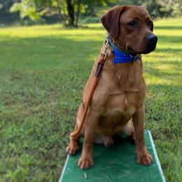 Riggs - Labrador Retriever