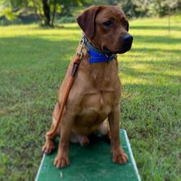 Riggs - Labrador Retriever