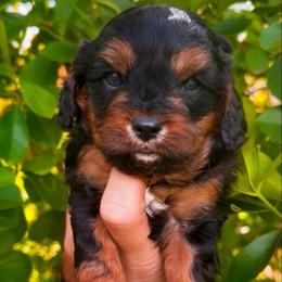 Java - Black and tan male Cavapoo puppy in Salt Lake City, Utah from SunnySide Mini Doodles