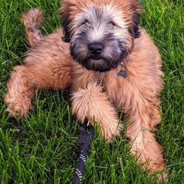 Soft Coated Wheaten Terrier Puppies from Kayos Kennel