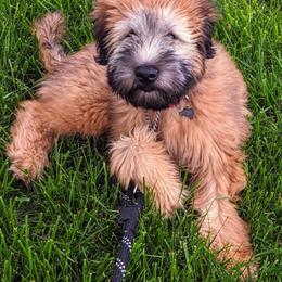 Soft Coated Wheaten Terrier Puppies from Kayos Kennel