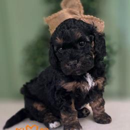 Zinnia - Phantom female Goldendoodle puppy in Lynn Haven, Florida from JoZy's Doodles