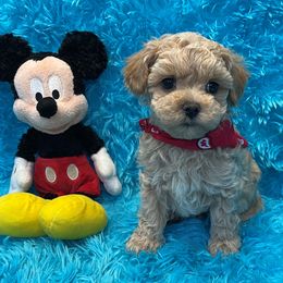 Dusty - Apricot male Maltipoo puppy in Taft, Tennessee from Knight Pups