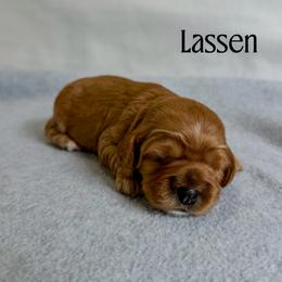 Girl 3 - female Australian Labradoodle puppy in Chelsea, Michigan from Michigan Labradoodles