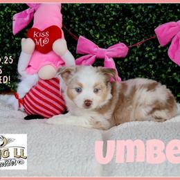 Umber - Red merle female Miniature Australian Shepherd puppy in Madisonville, Texas from Flying LL Aussies