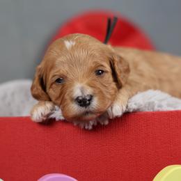 McDavid - Red male Cavapoo puppy in Murray, Utah from Good Looking Dogs