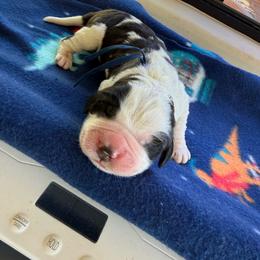 Blue collar - Brown and white male Saint Bernard puppy in Ramona, California from Buendias Ranch Saint Bernards & Bernese Mountain Dogs