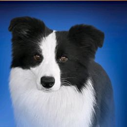 Diva - Border Collie