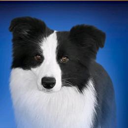 Diva - Border Collie