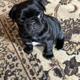 Pug Puppies from PNW Pugs