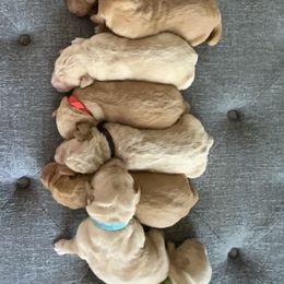 Goldendoodles, Labradoodles, and Poodles from Nacadoodles