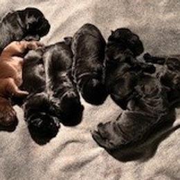 Girl 4 - Labrador Retriever puppy from Horseman Hilltop Labradors and Jodee's Frenchies