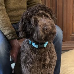 Odin - Australian Labradoodle