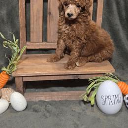 Sheldon - Red  male Poodle puppy in Statesboro, Georgia from Briar Creek Kennels