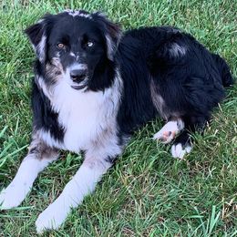 Australian Shepherds from Rusty Creek Aussies