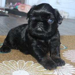 Boy 2 - Black and tan male Brussels Griffon puppy in Huntsville, Alabama from Tammy's Brussels
