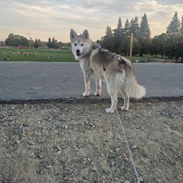 Shadow - Merle male Pomsky puppy in West Sacramento, California from Northern Cali Pomskies
