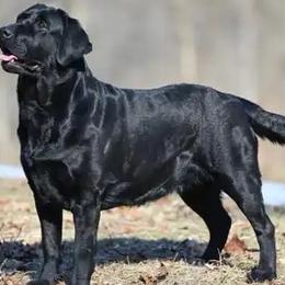 Labrador Retrievers and Poodles from Prodigy Therapy Dogs