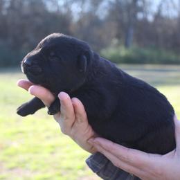 Brie - Black female German Shepherd puppy in Ratcliff, Arkansas from Ridgeline Shepherds