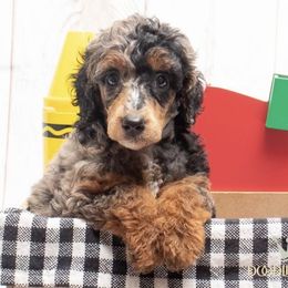 Aussiedoodle Puppies from Lovable Doodles SA